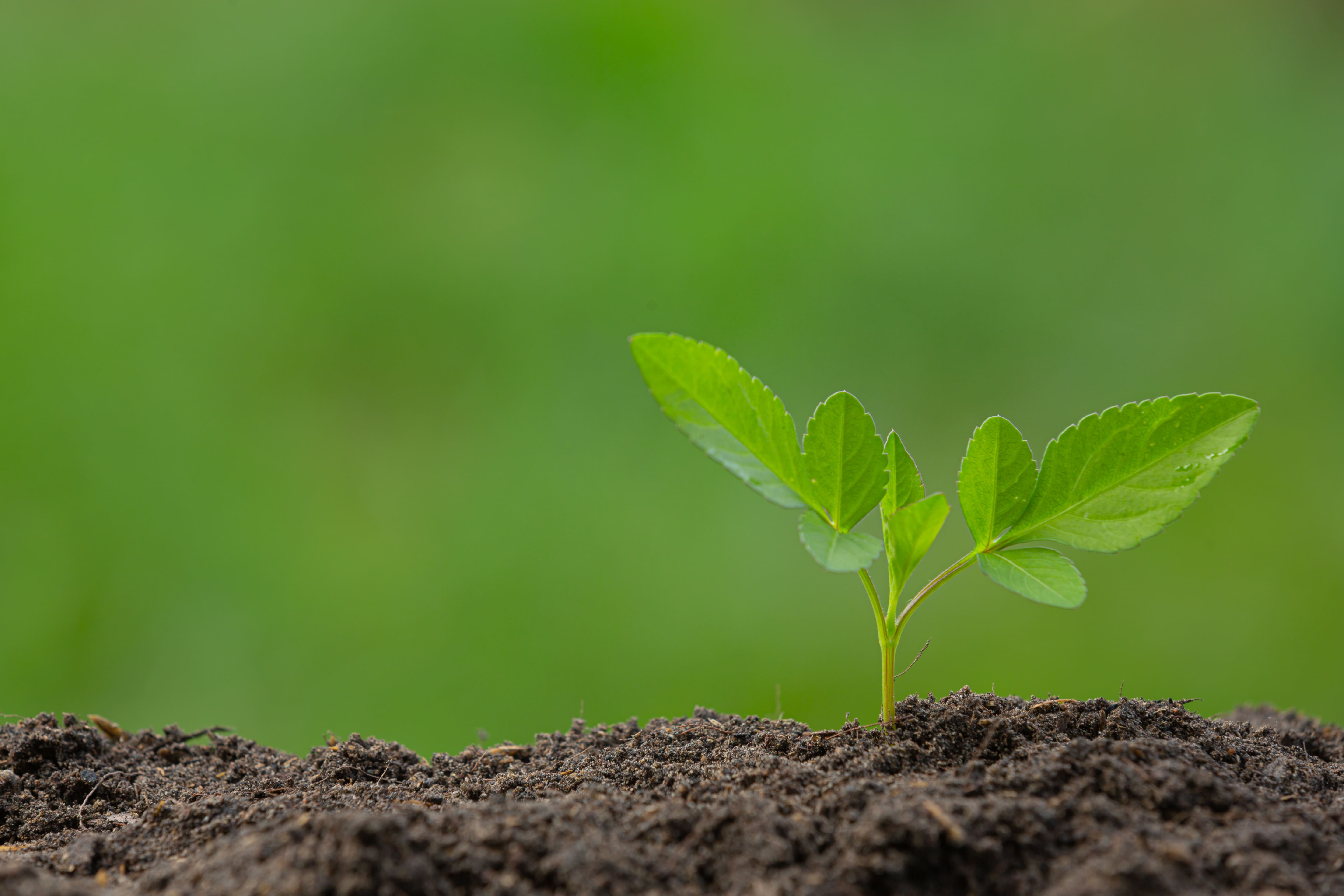 Sapling Plantation